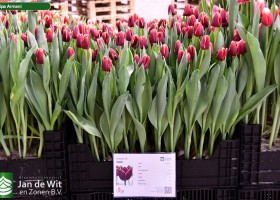 Tulipa Armani ® (1)